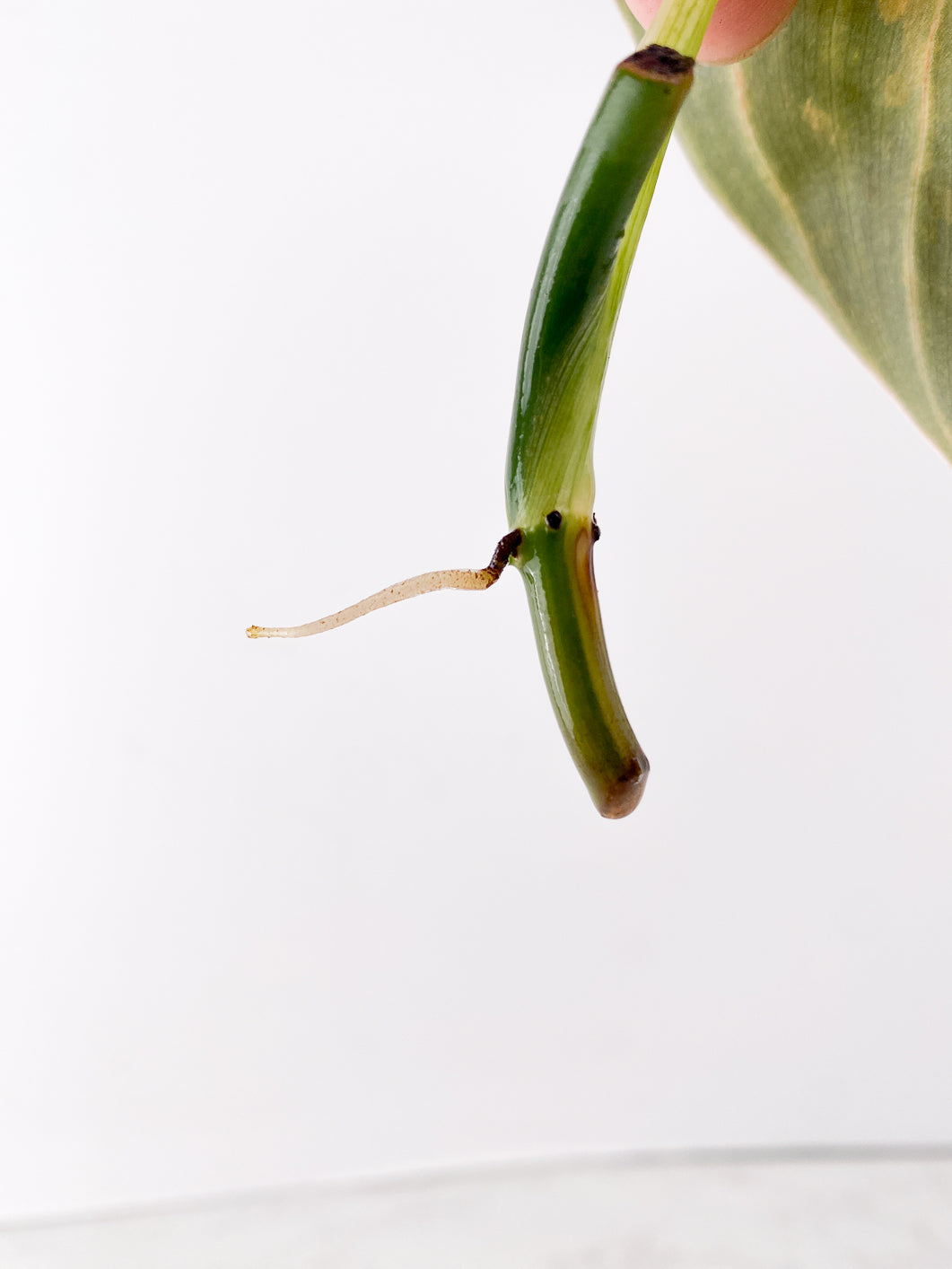 Philodendron Melanochrysum Variegated 1 leaf