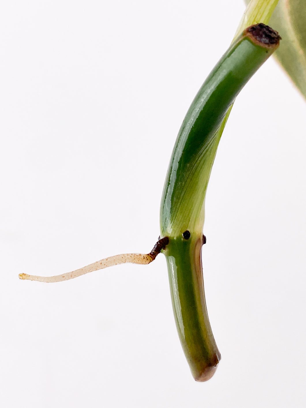 Philodendron Melanochrysum Variegated 1 leaf