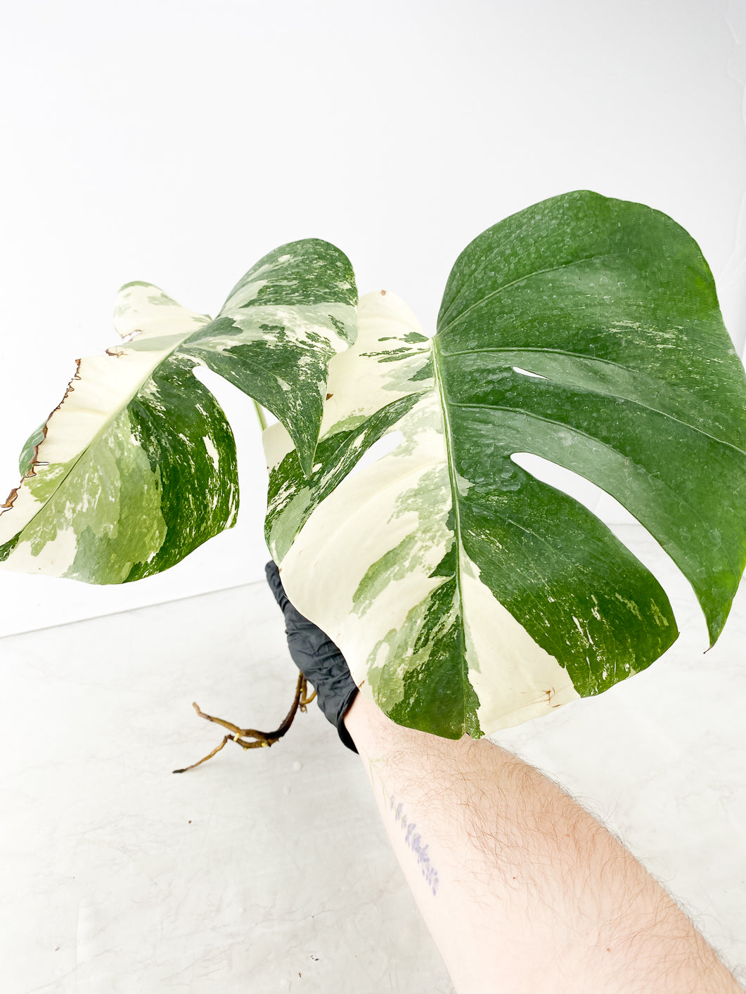 Monstera Albo White Tiger 2 leaves