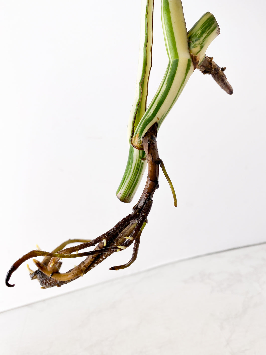 Monstera Albo White Tiger 2 leaves