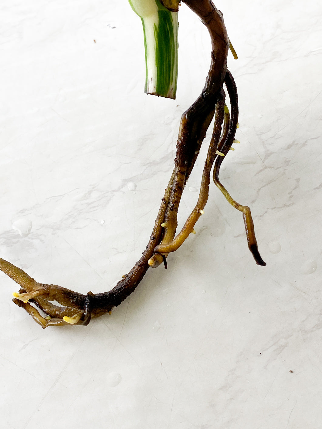 Monstera Albo White Tiger 2 leaves