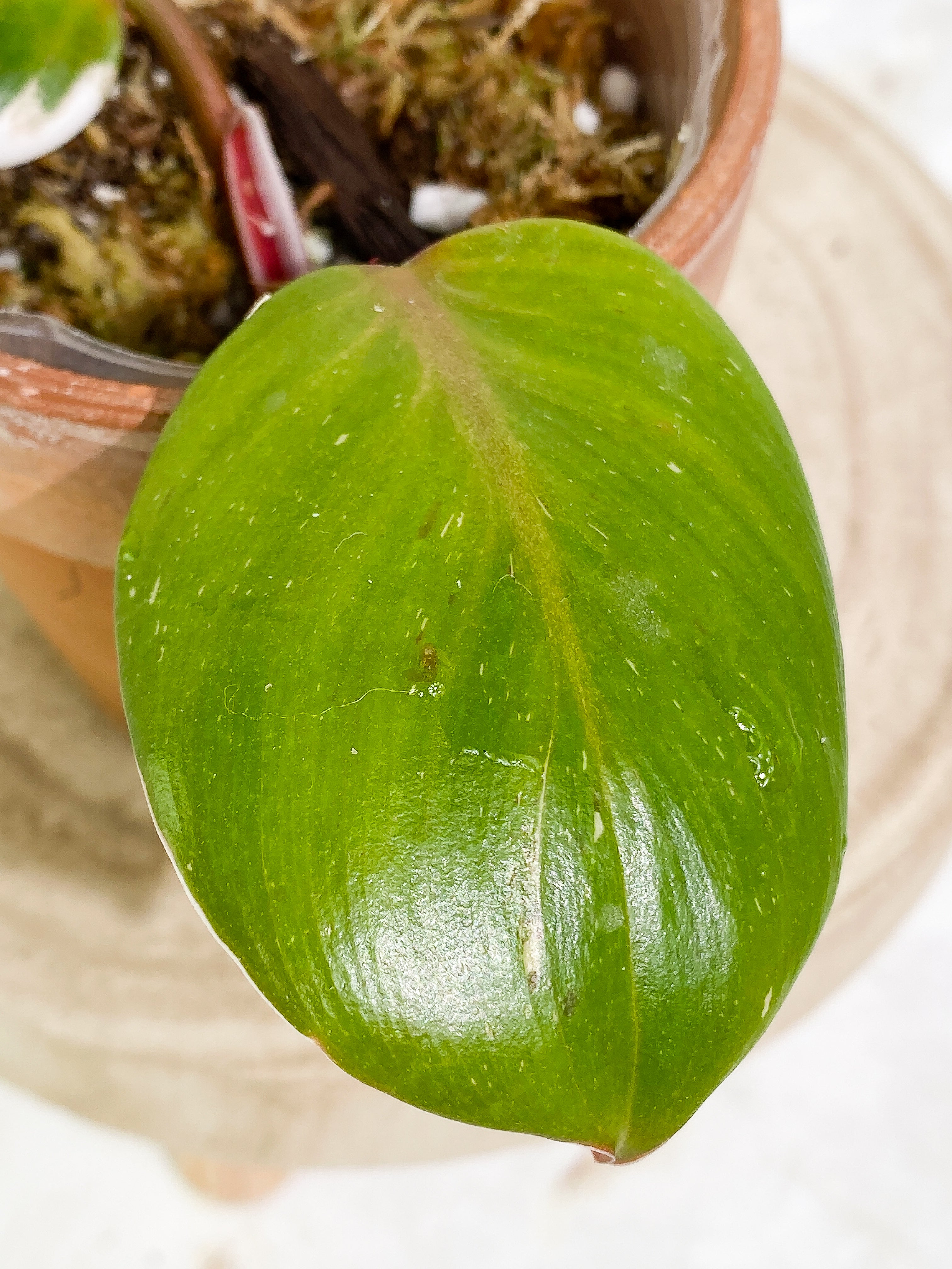 Philodendron white knight tricolor 2 leaves 1 sprout Top Cutting slightly rooted