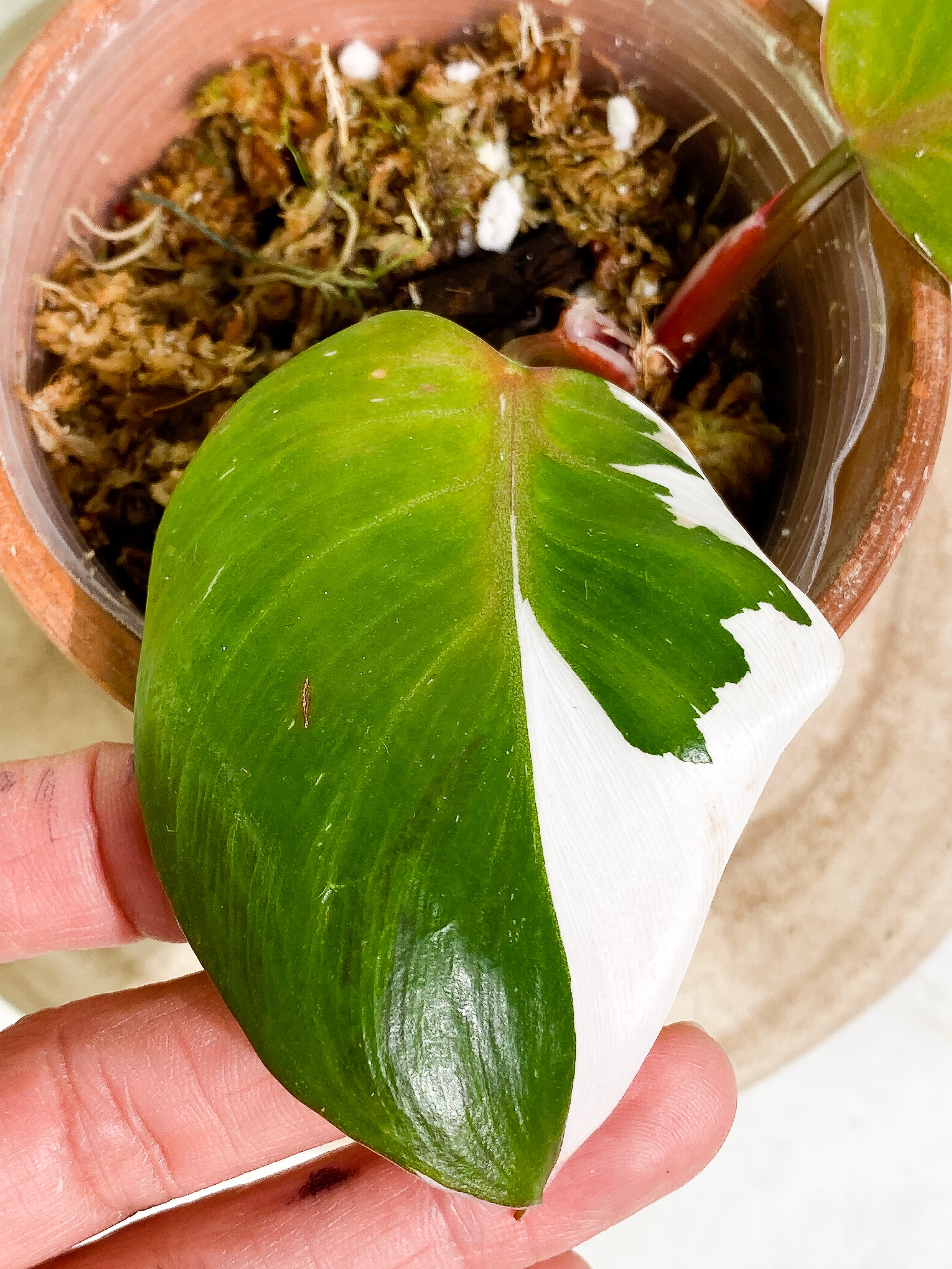 Philodendron white knight tricolor 2 leaves 1 sprout Top Cutting slightly rooted