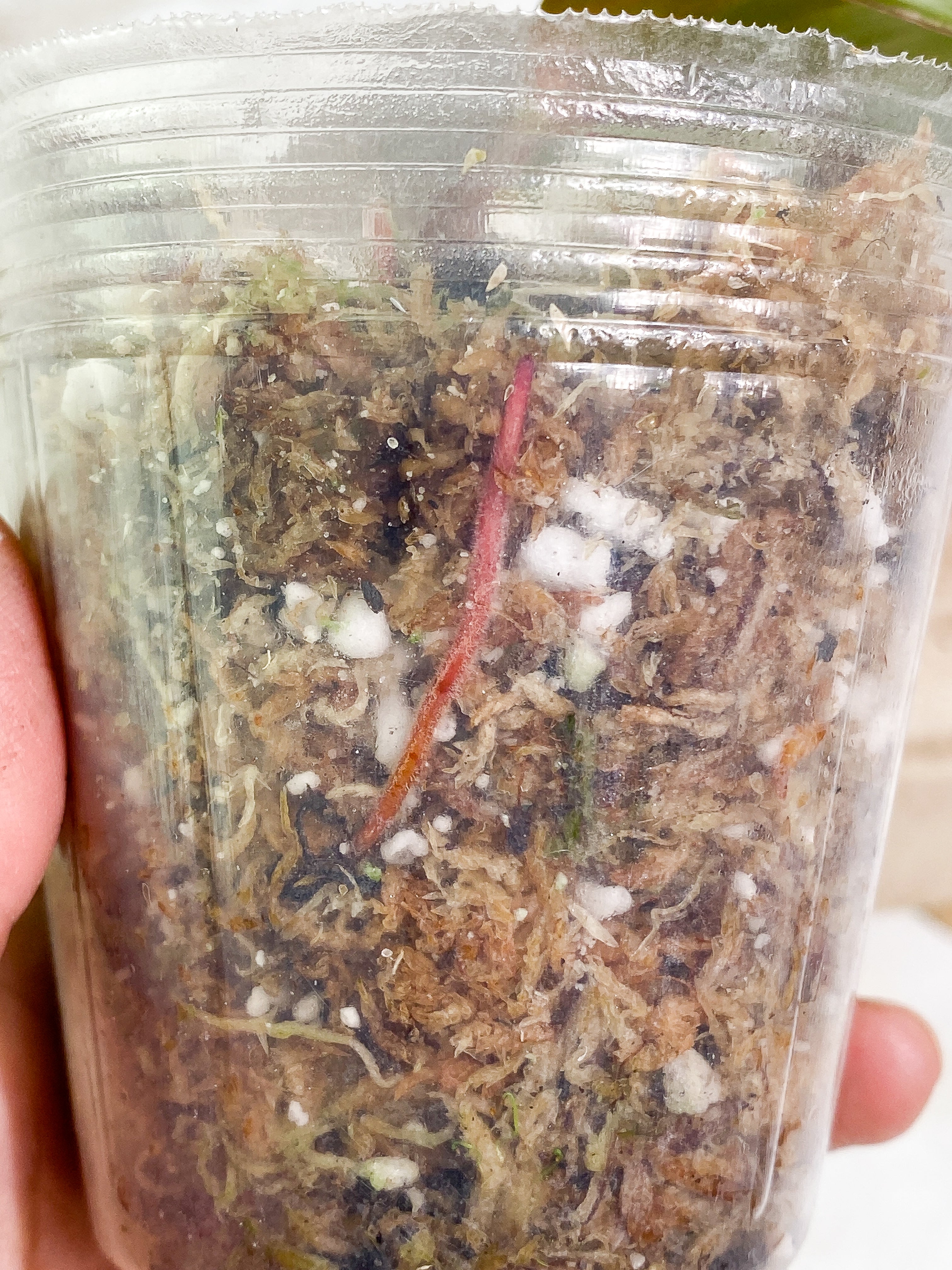 Philodendron white knight tricolor 2 leaves 1 sprout Top Cutting slightly rooted