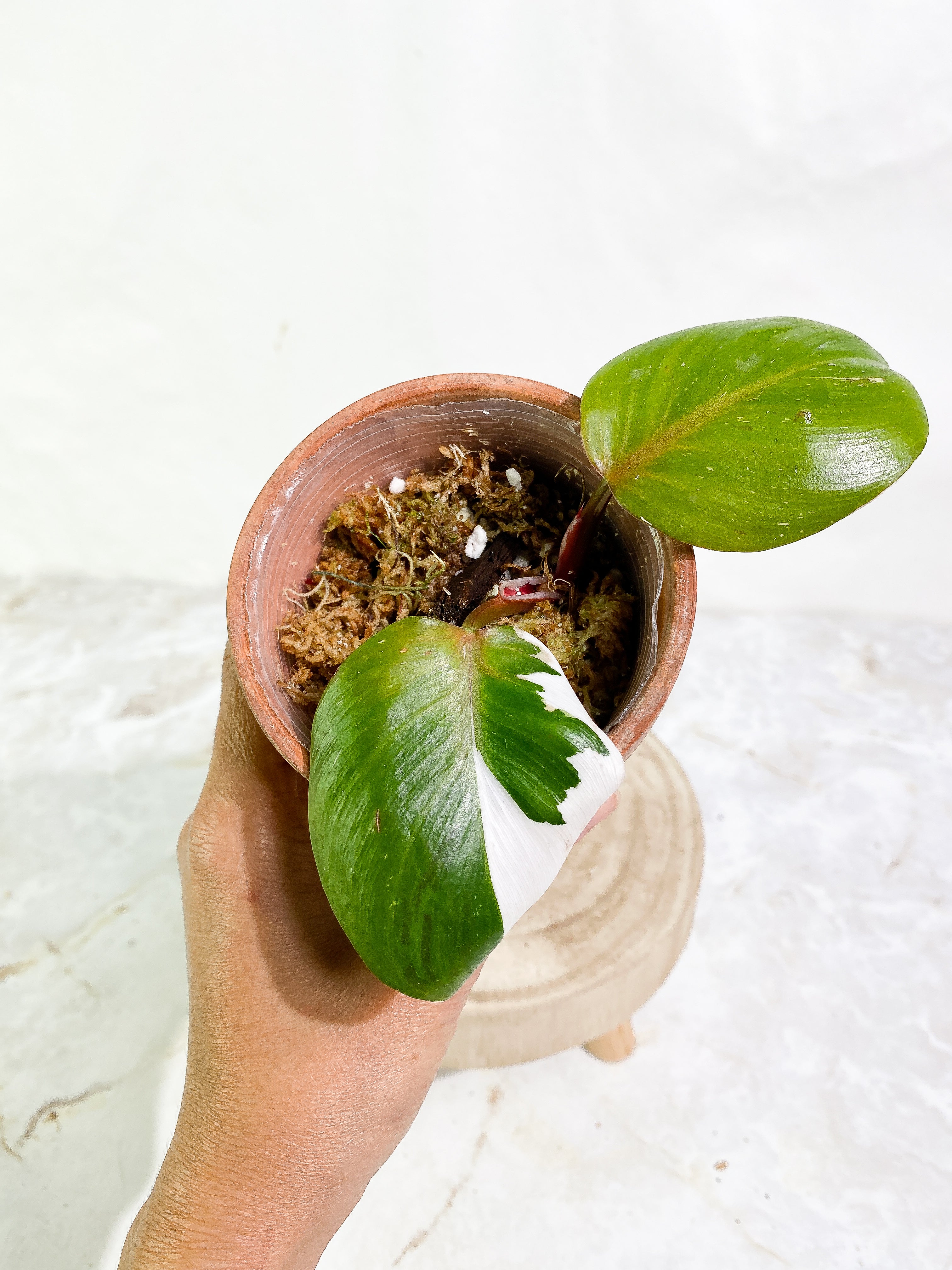 Philodendron white knight tricolor 2 leaves 1 sprout Top Cutting slightly rooted