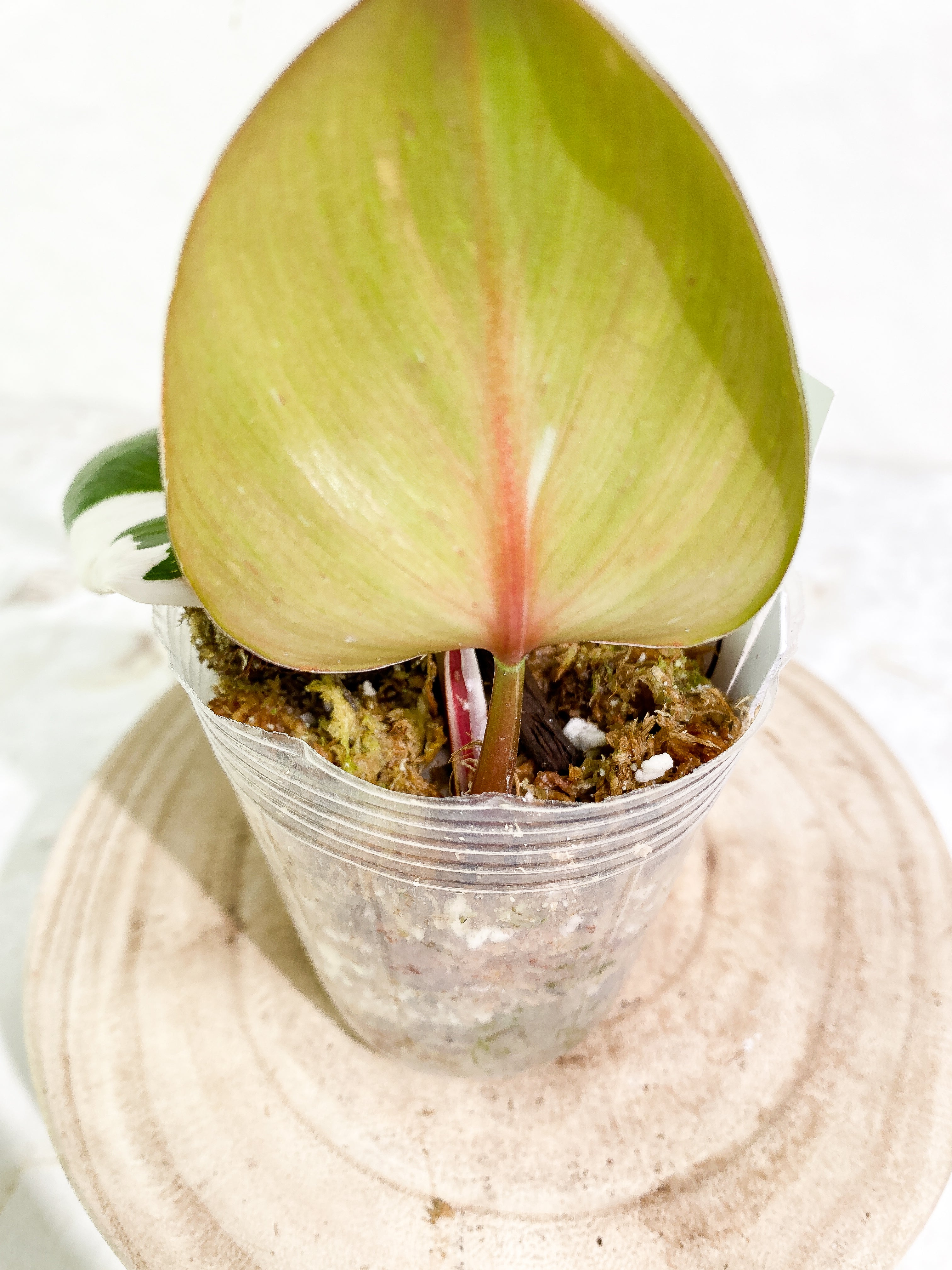 Philodendron white knight tricolor 2 leaves 1 sprout Top Cutting slightly rooted