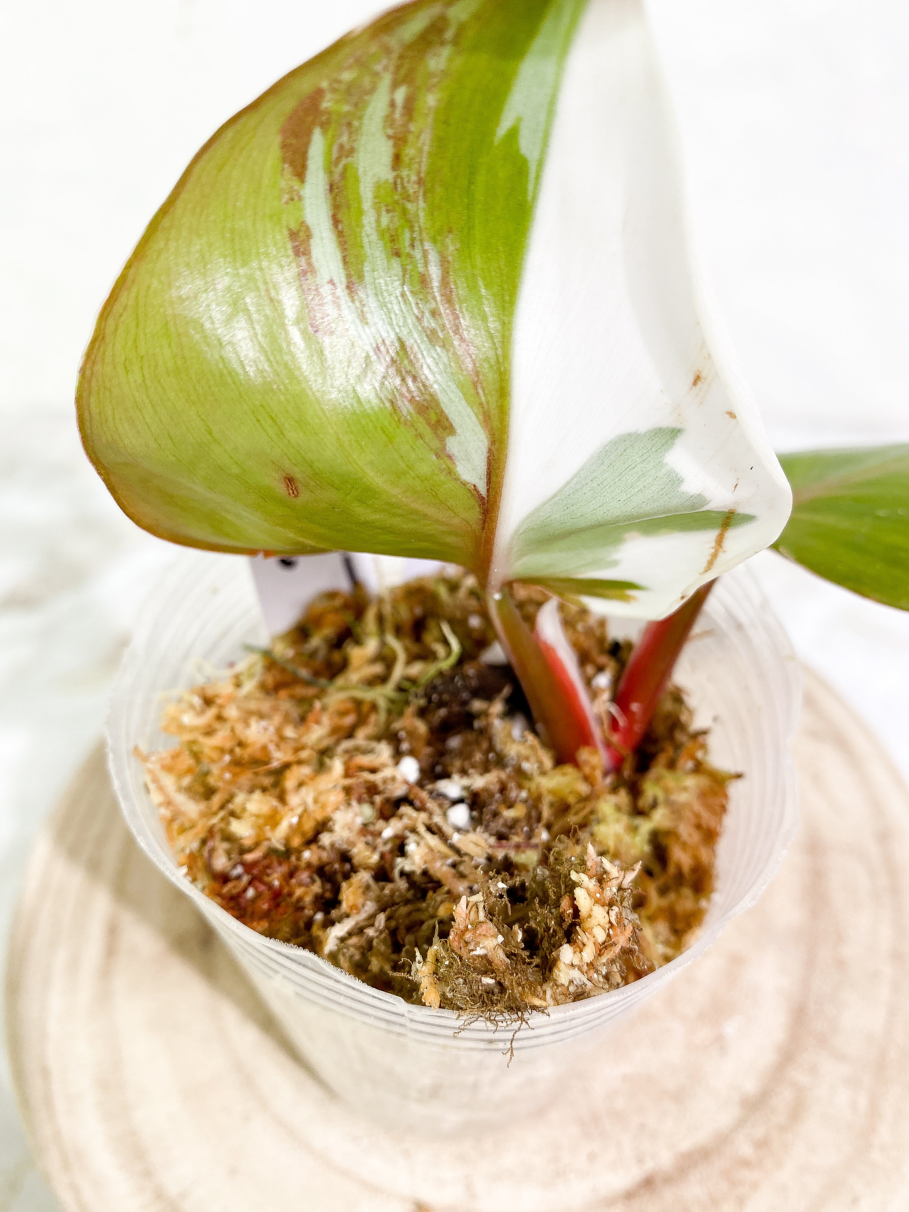 Philodendron white knight tricolor 2 leaves 1 sprout Top Cutting slightly rooted