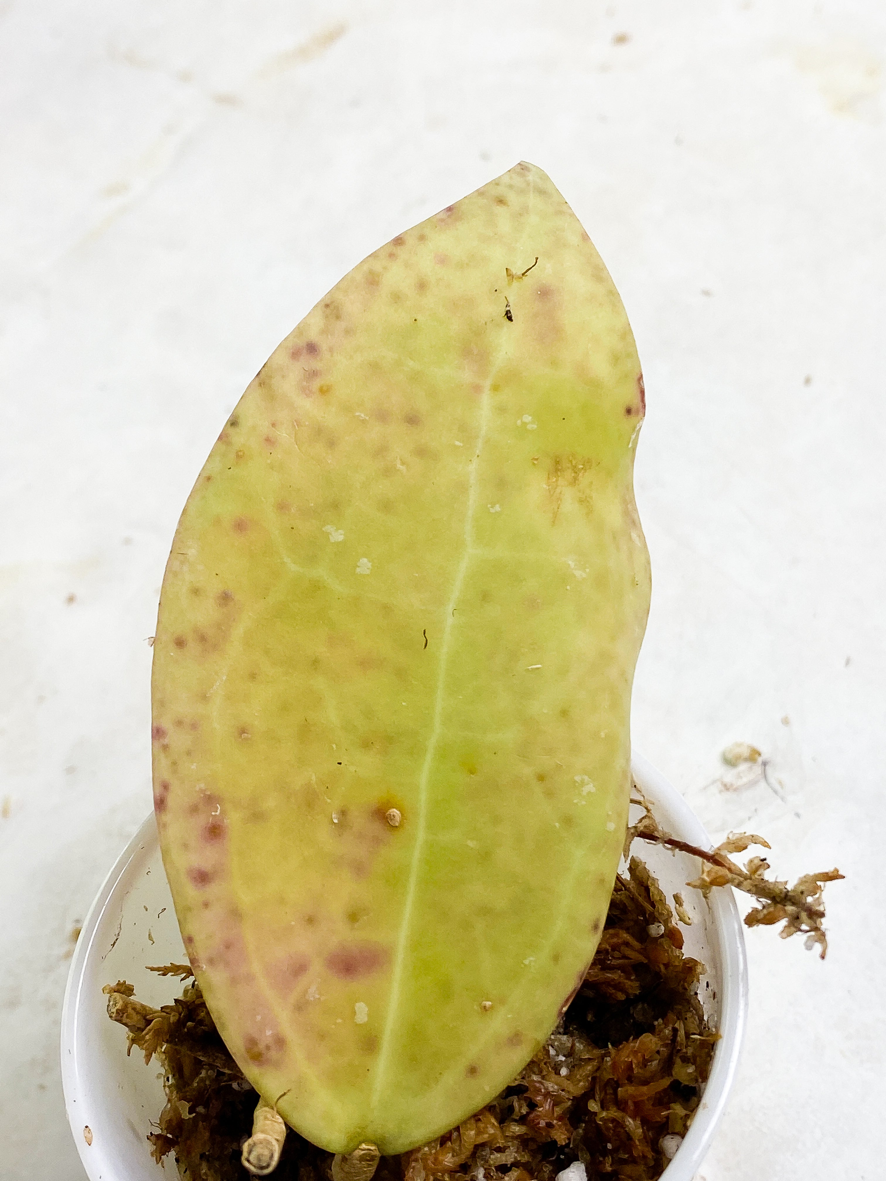 Hoya sulawesi gps 8867 1 leaf slightly rooted