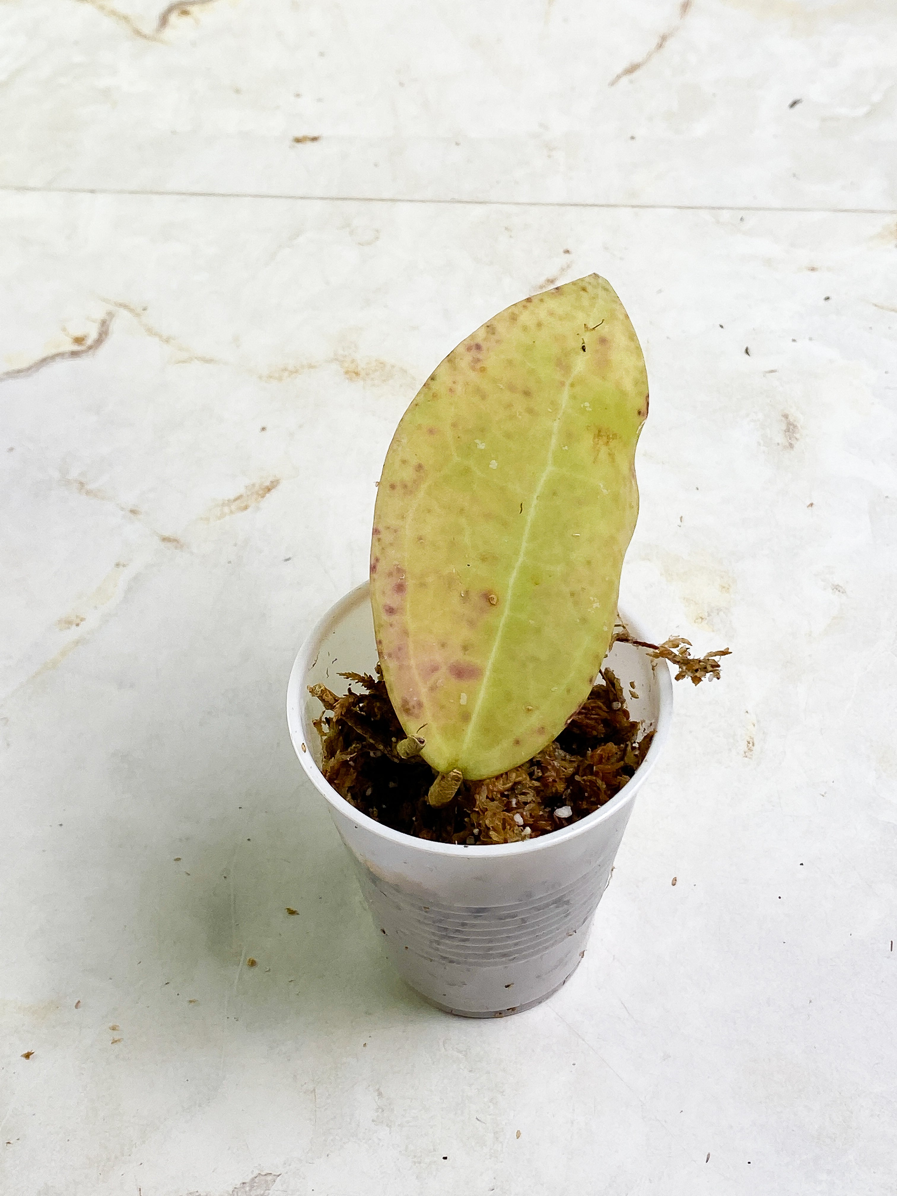 Hoya sulawesi gps 8867 1 leaf slightly rooted