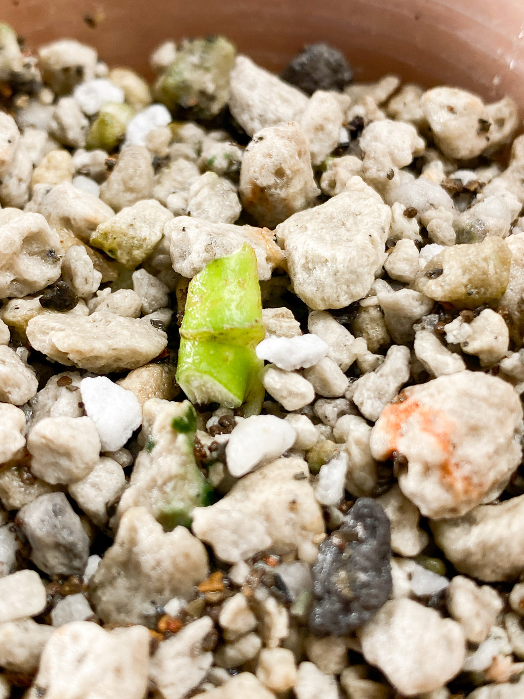 Monstera Adansonii Archipelago Slightly Rooted node