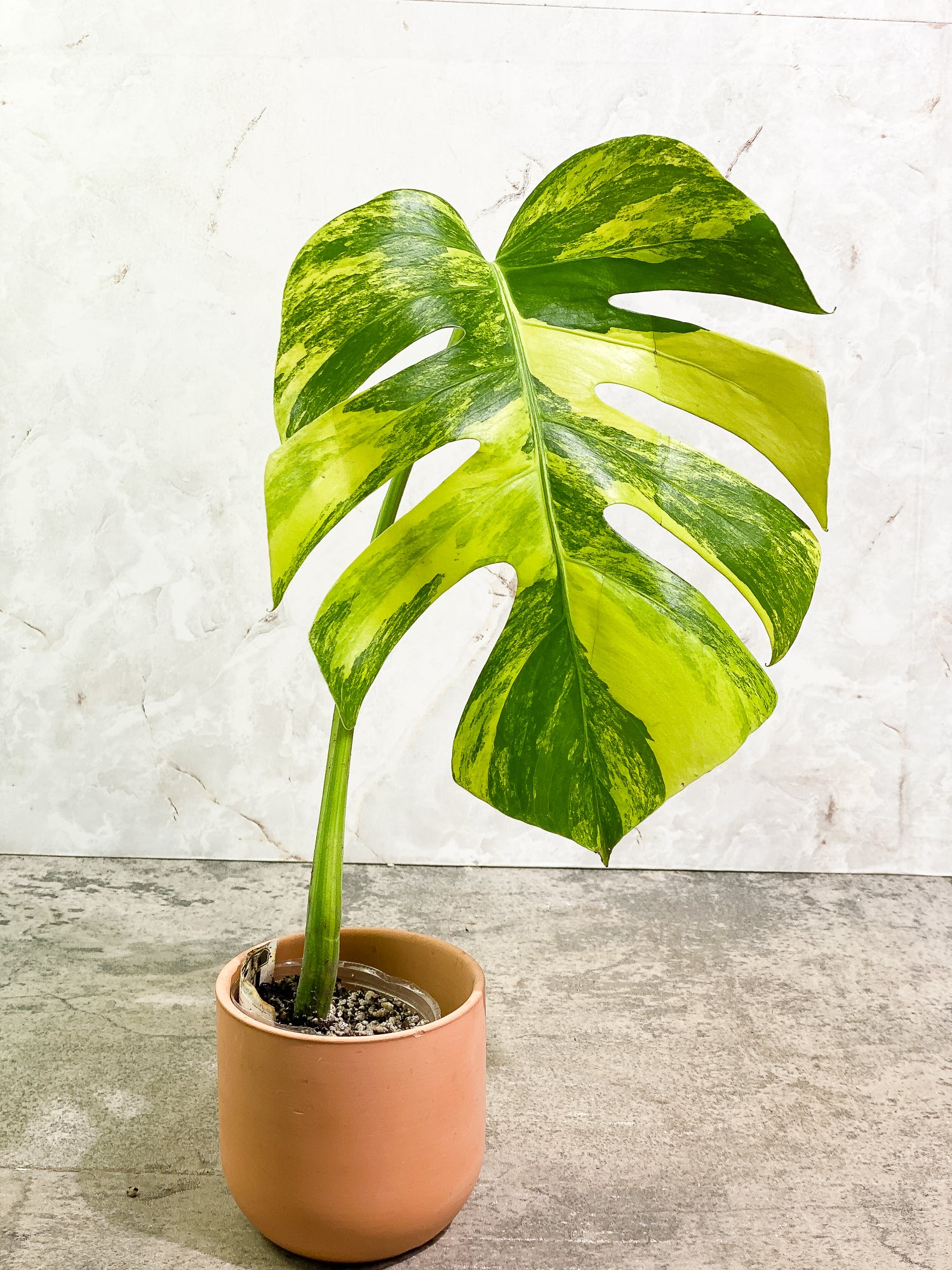 Monstera Aurea 1 leaf slightly rooted