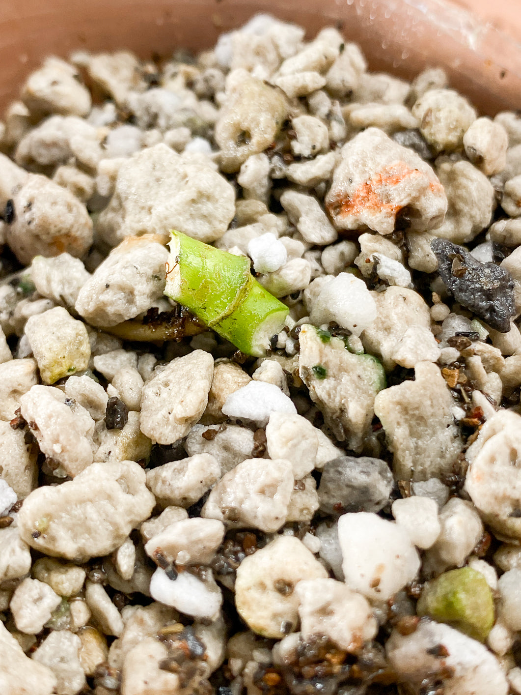 Monstera Adansonii Archipelago Slightly Rooted node