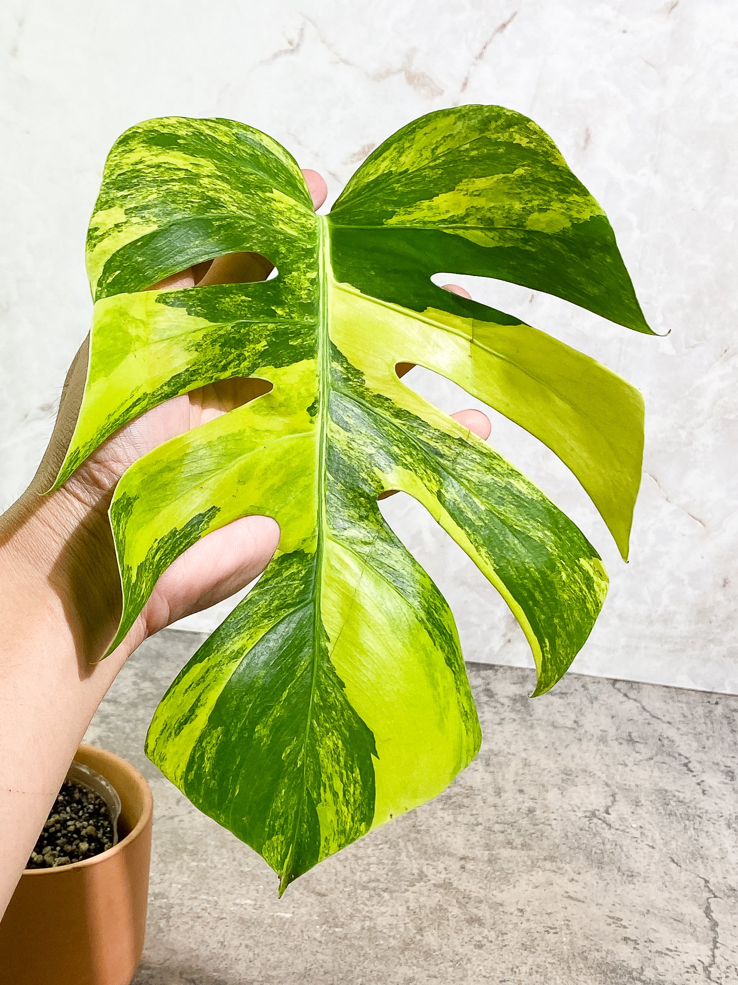 Monstera Aurea 1 leaf slightly rooted