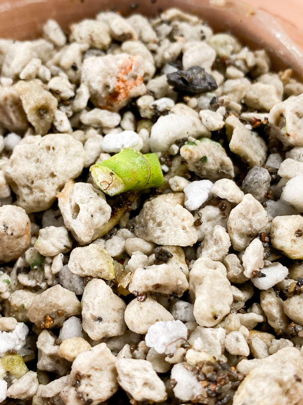 Monstera Adansonii Archipelago Slightly Rooted node