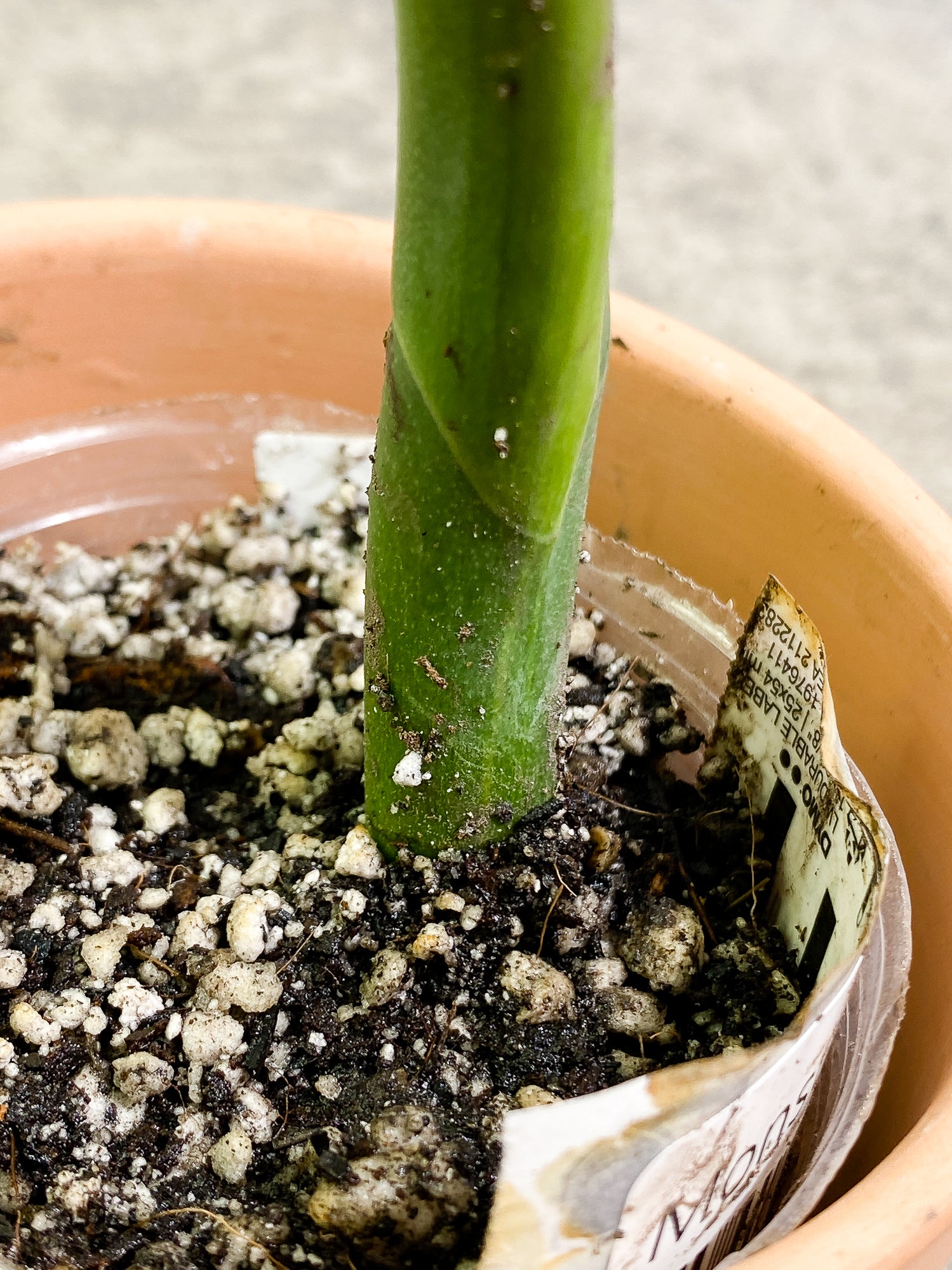 Monstera Aurea 1 leaf slightly rooted