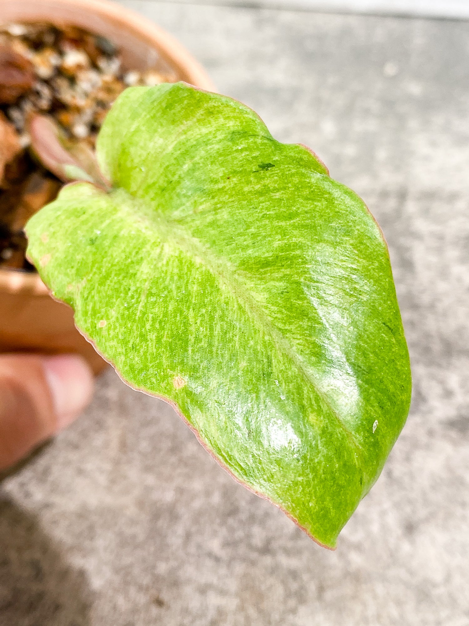 Philodendron SnowDrift 1 leaf 1 sprout rooting