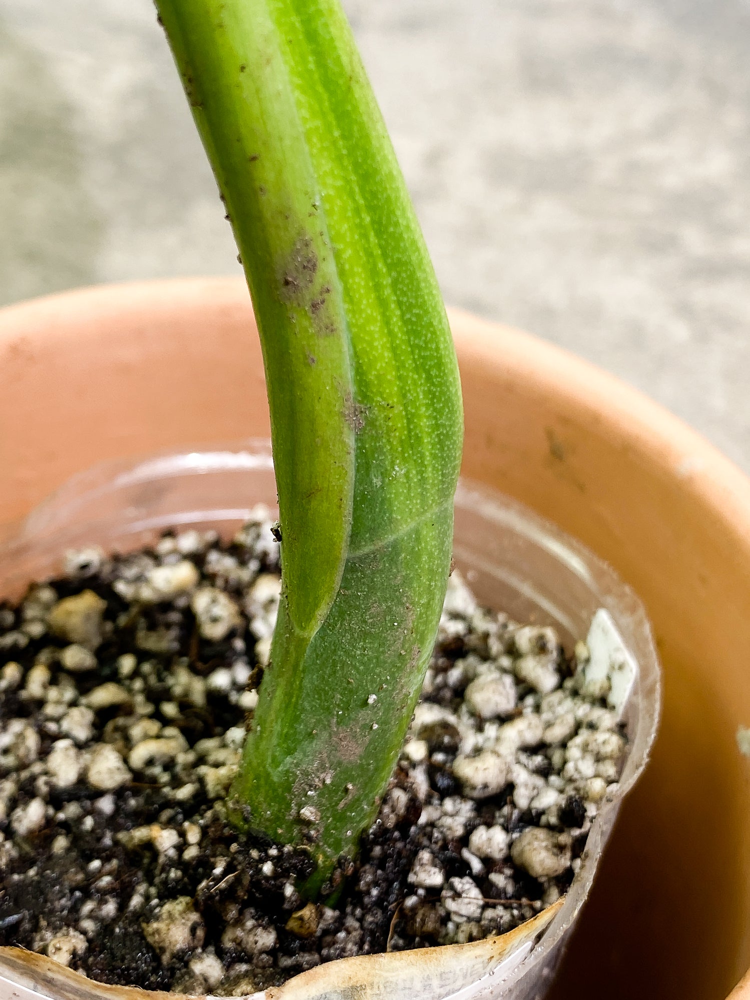 Monstera Aurea 1 leaf slightly rooted