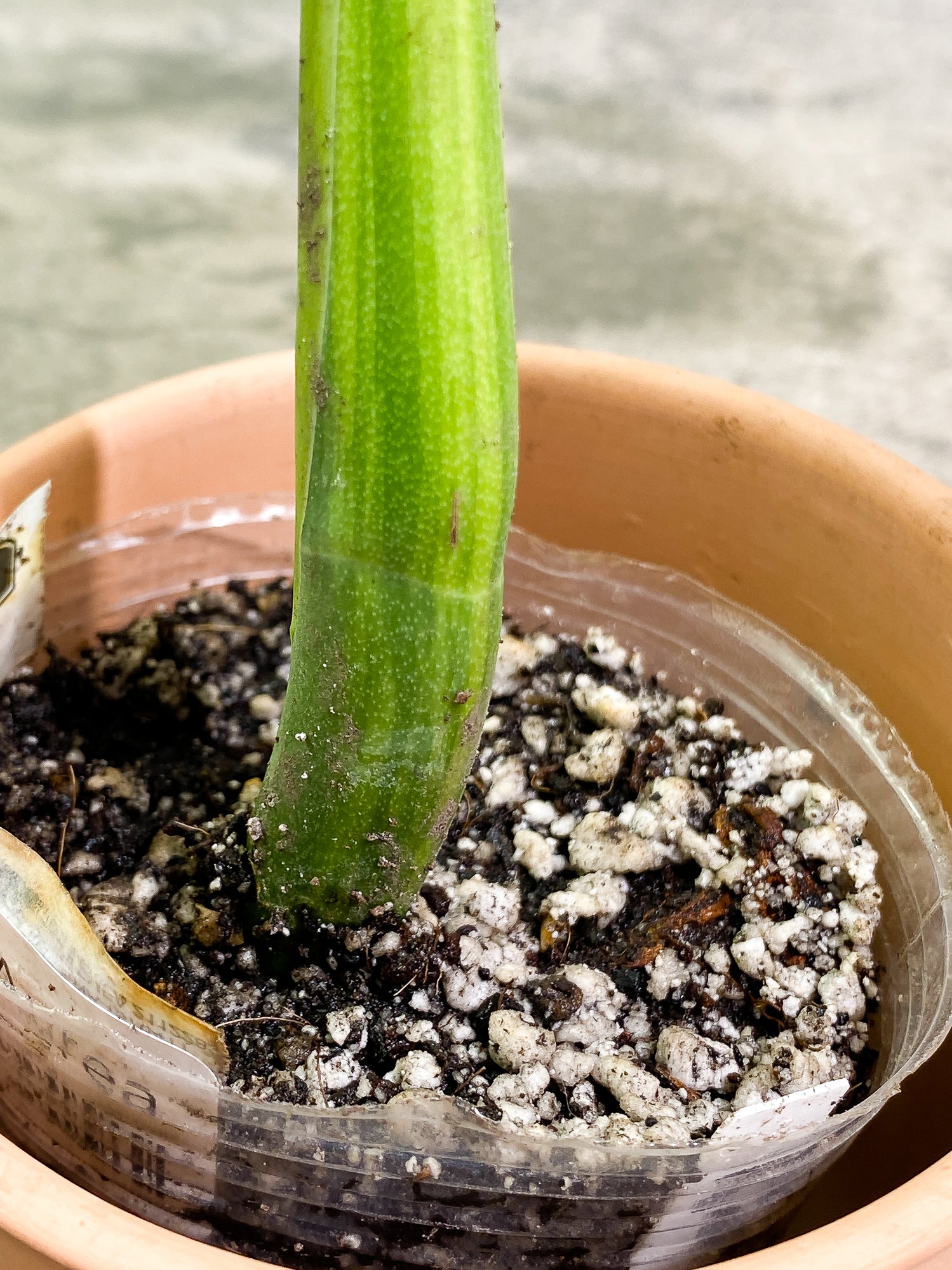 Monstera Aurea 1 leaf slightly rooted
