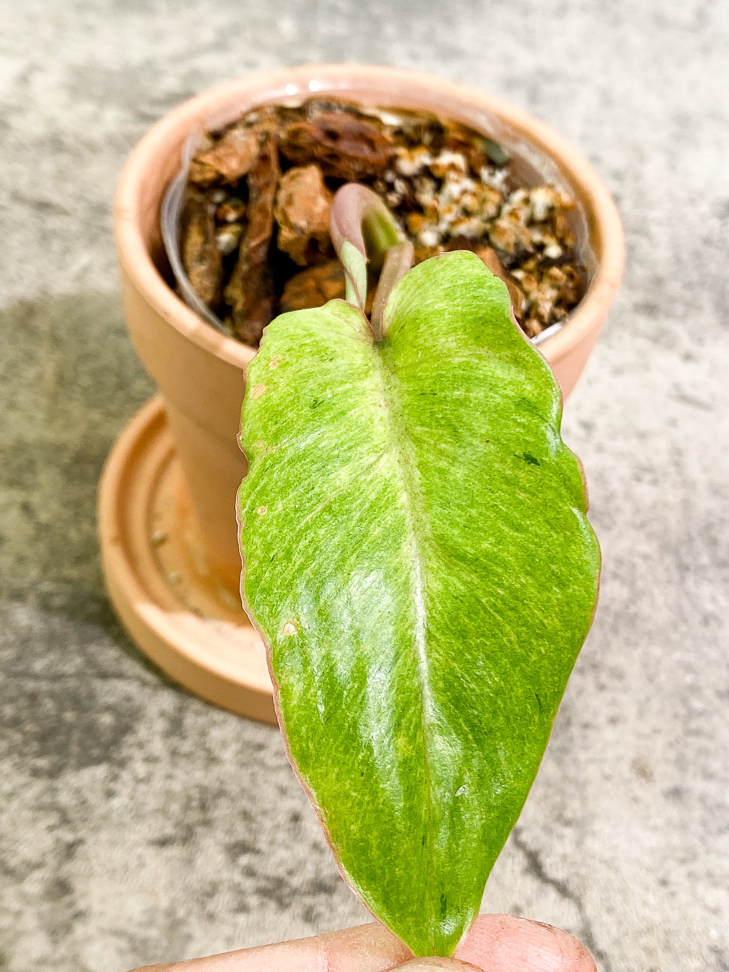 Philodendron SnowDrift 1 leaf 1 sprout rooting