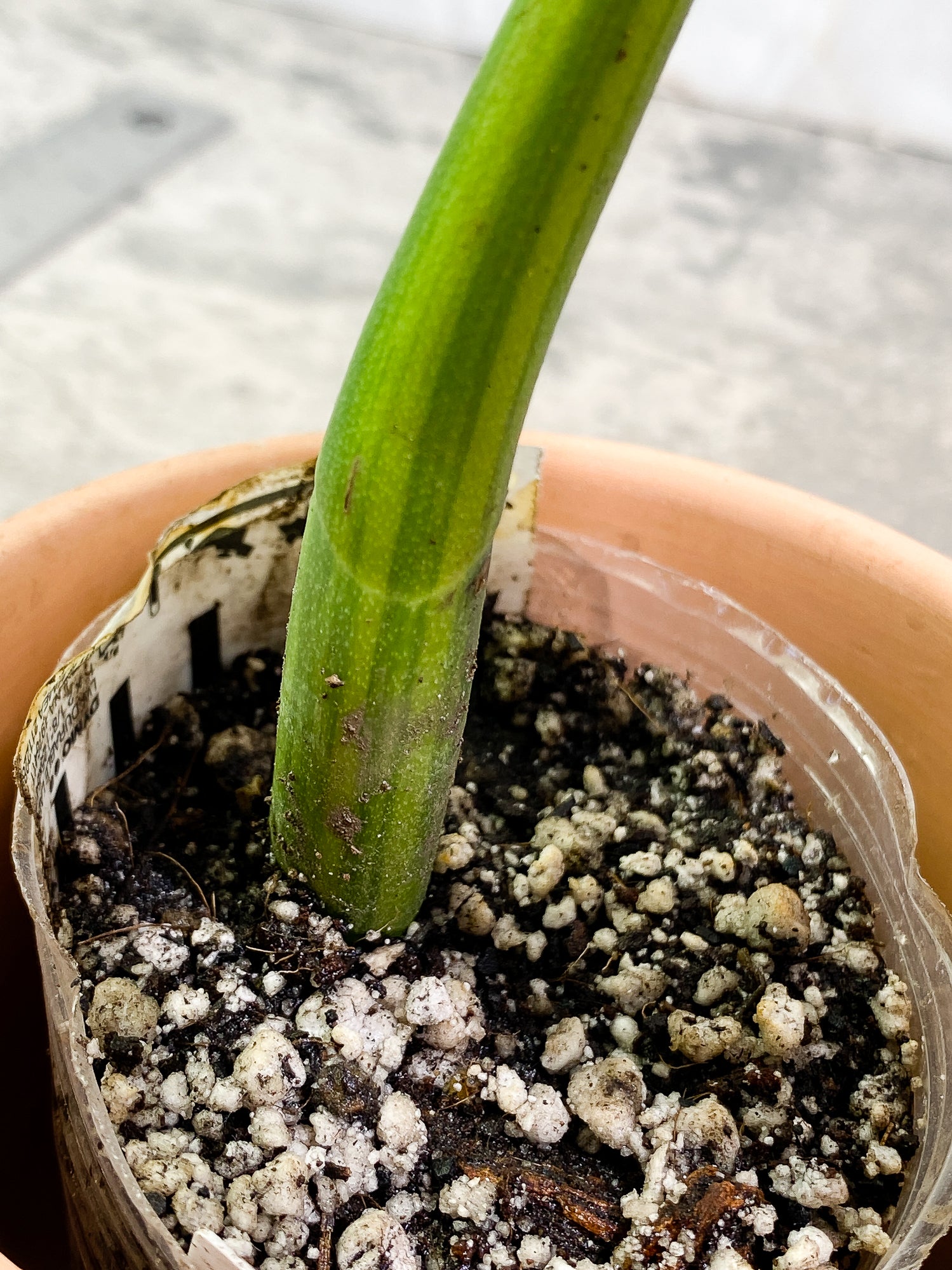 Monstera Aurea 1 leaf slightly rooted