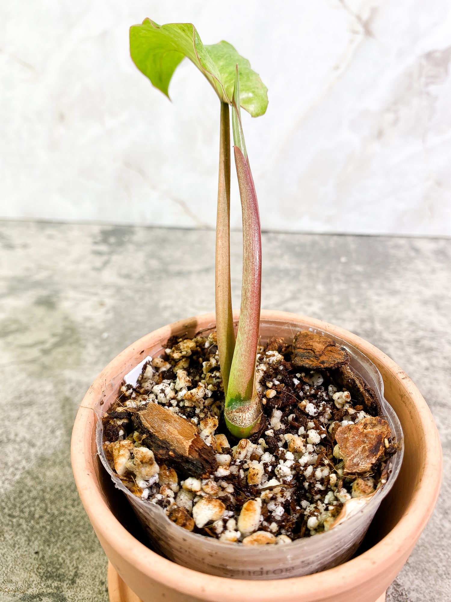 Philodendron SnowDrift 1 leaf 1 sprout rooting