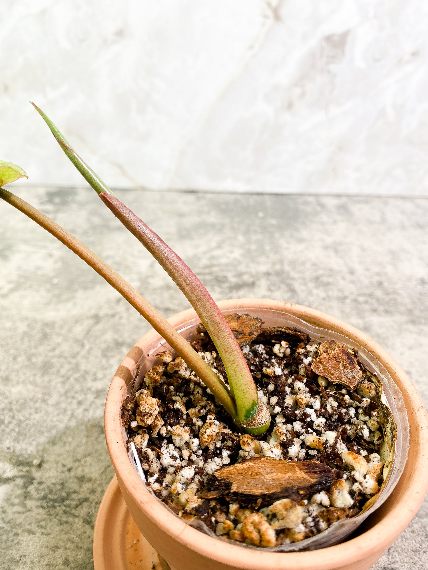 Philodendron SnowDrift 1 leaf 1 sprout rooting
