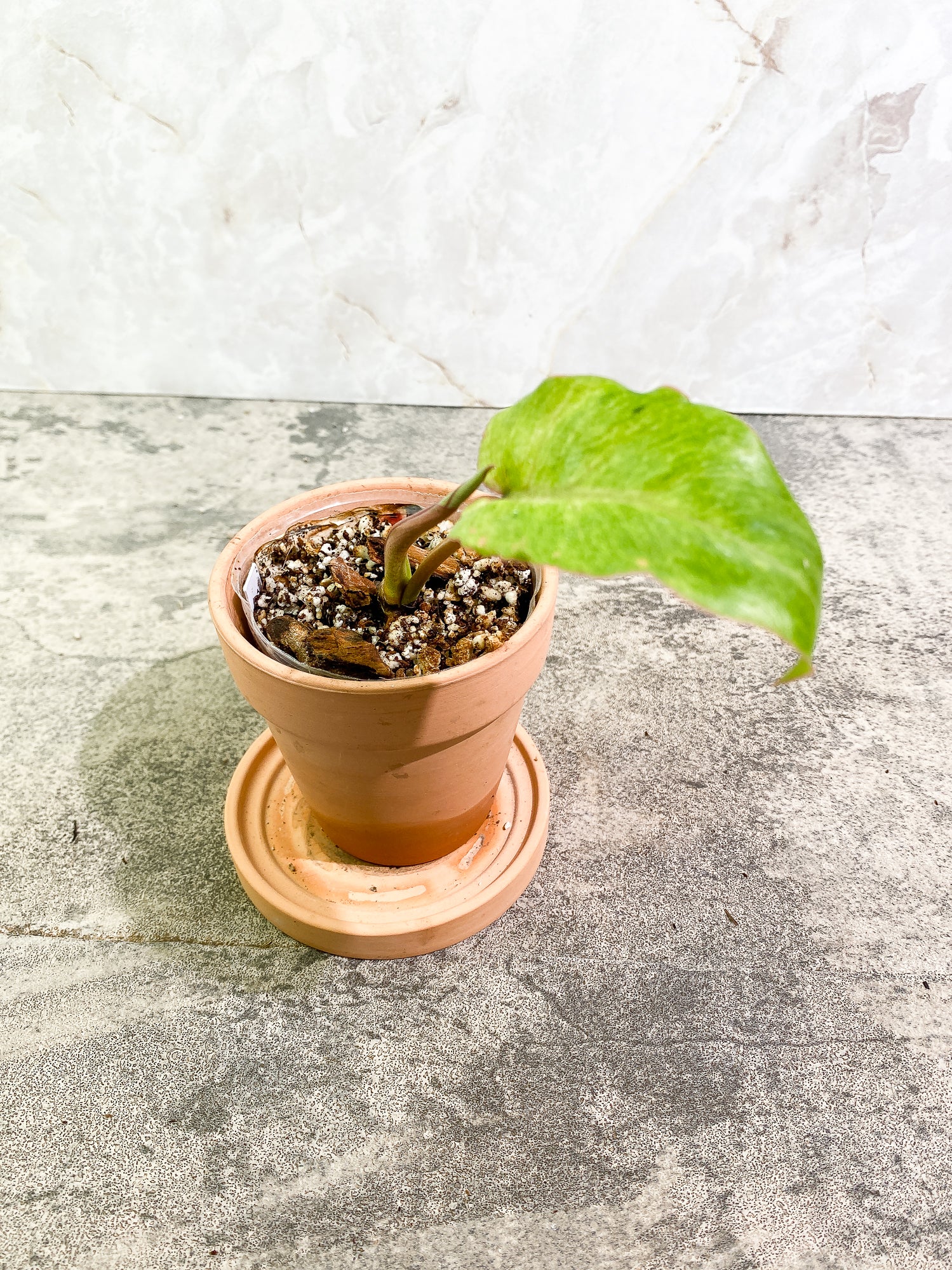 Philodendron SnowDrift 1 leaf 1 sprout rooting