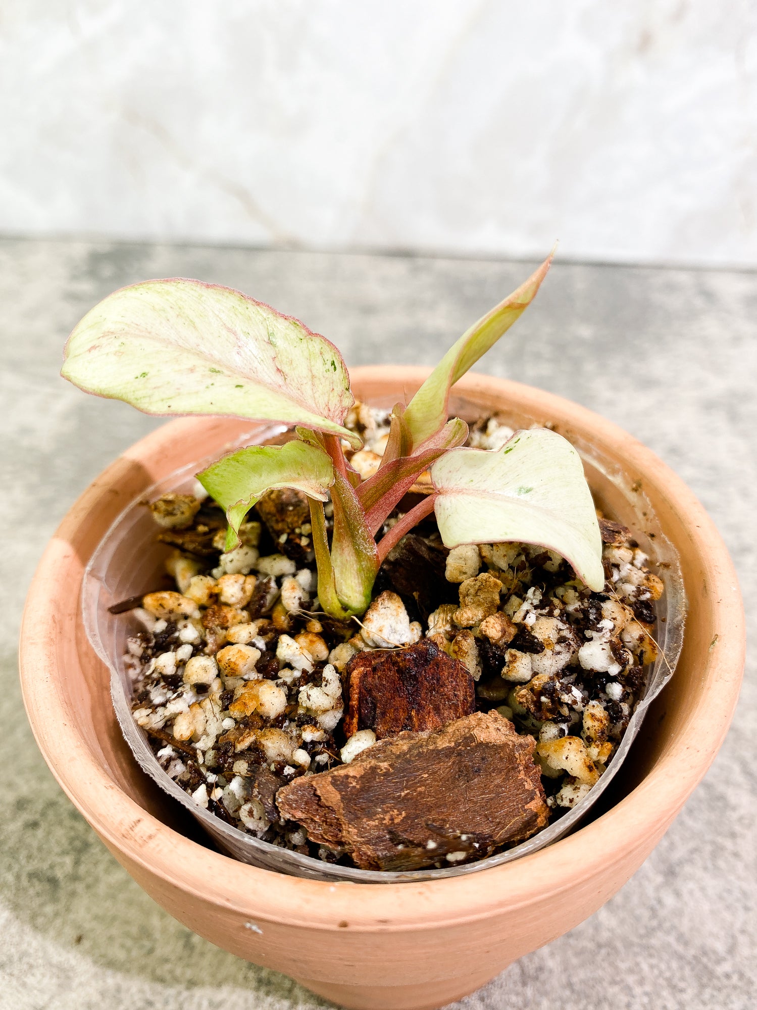 Philodendron Snowdrifts 4 leaves rooting