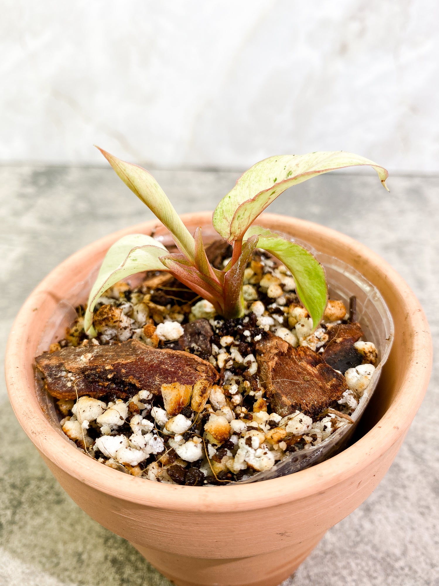 Philodendron Snowdrifts 4 leaves rooting