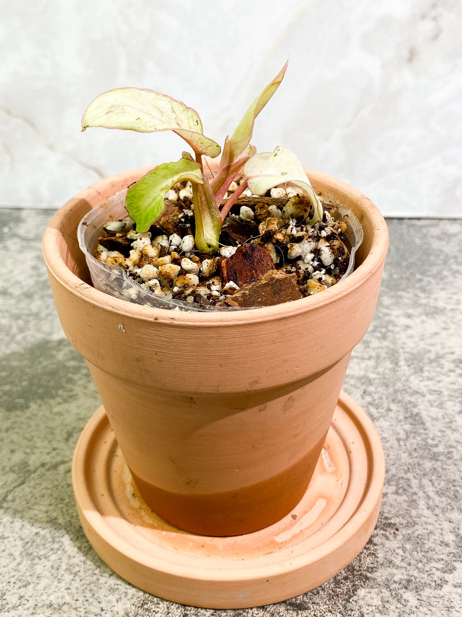 Philodendron Snowdrifts 4 leaves rooting
