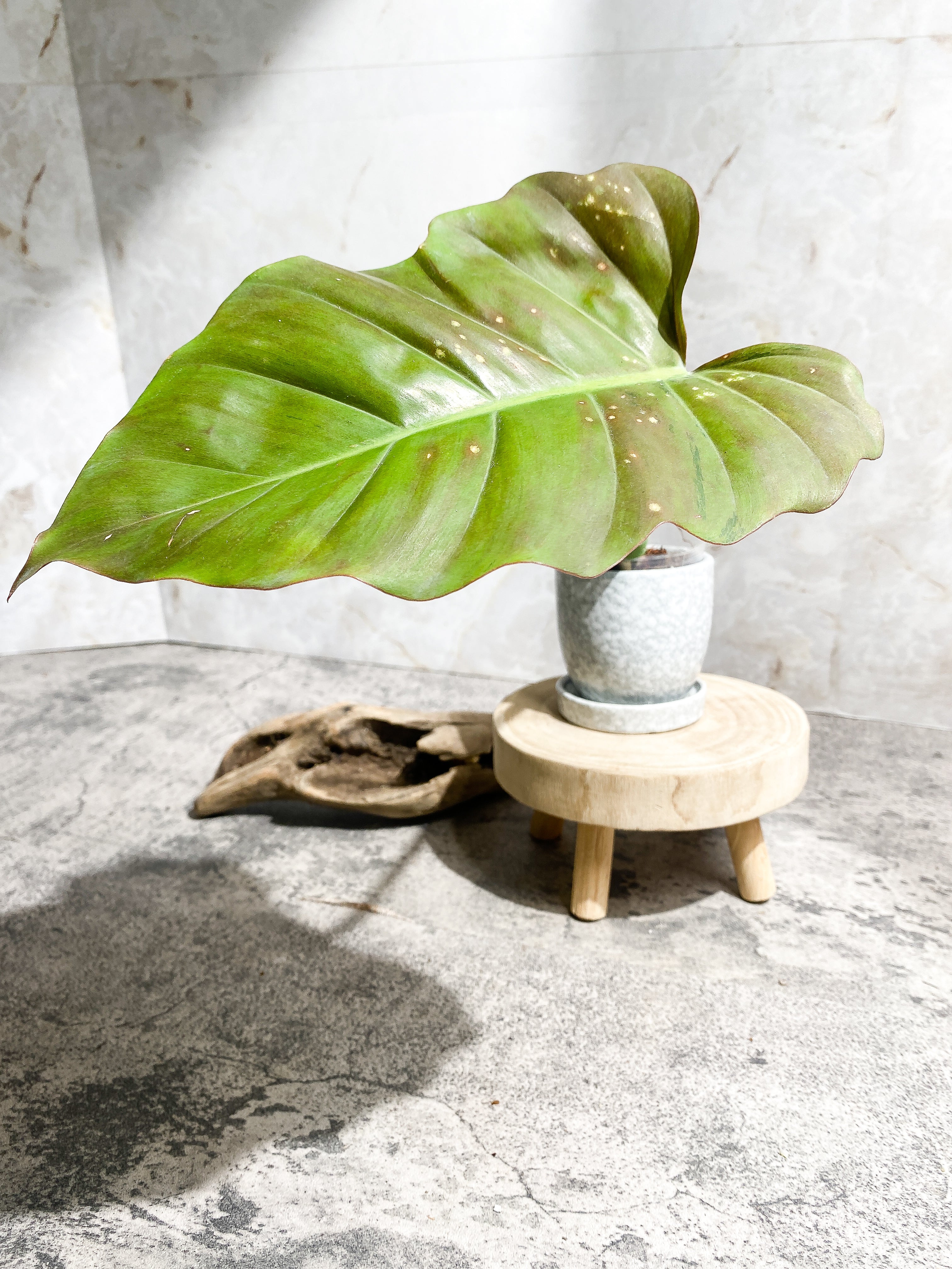 Grower Choice: Philodendron SnowDrifts 1 leaf 1 sprout Rooting