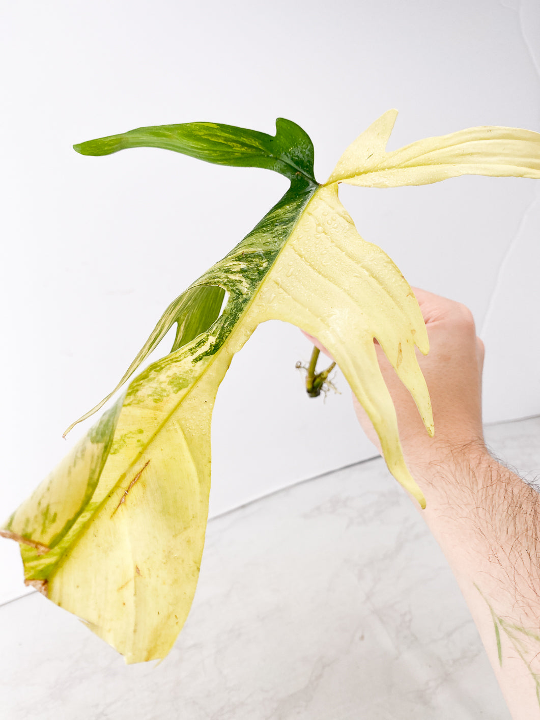 Philodendron Florida Beauty 1 leaf 1 sprout