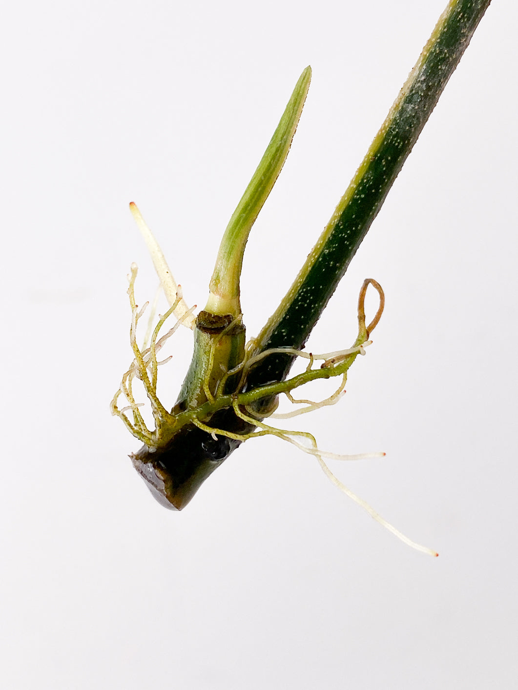 Philodendron Florida Beauty 1 leaf 1 sprout