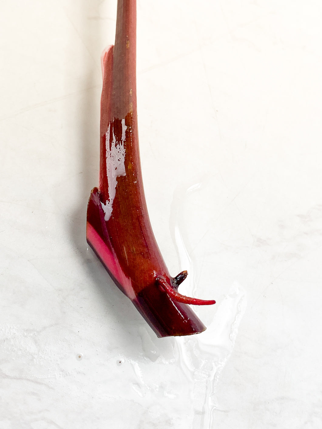 Philodendron Red Anderson Rooting node