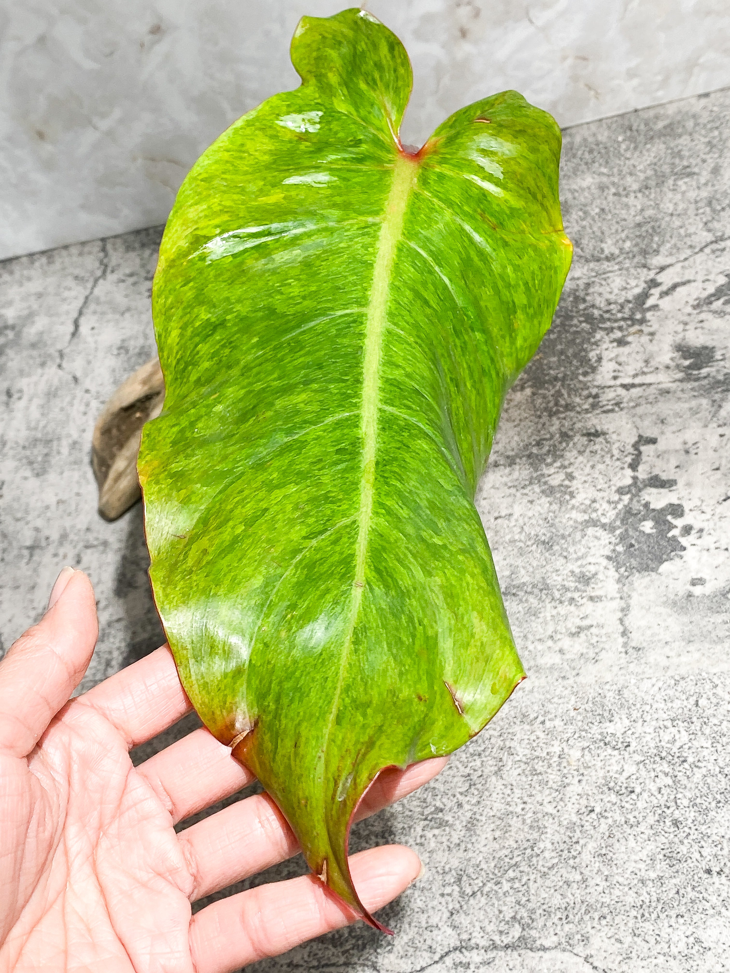 Philodendron Orange Marmalade 1 giant leaf (13") 1 sprout Rooting Top Cutting