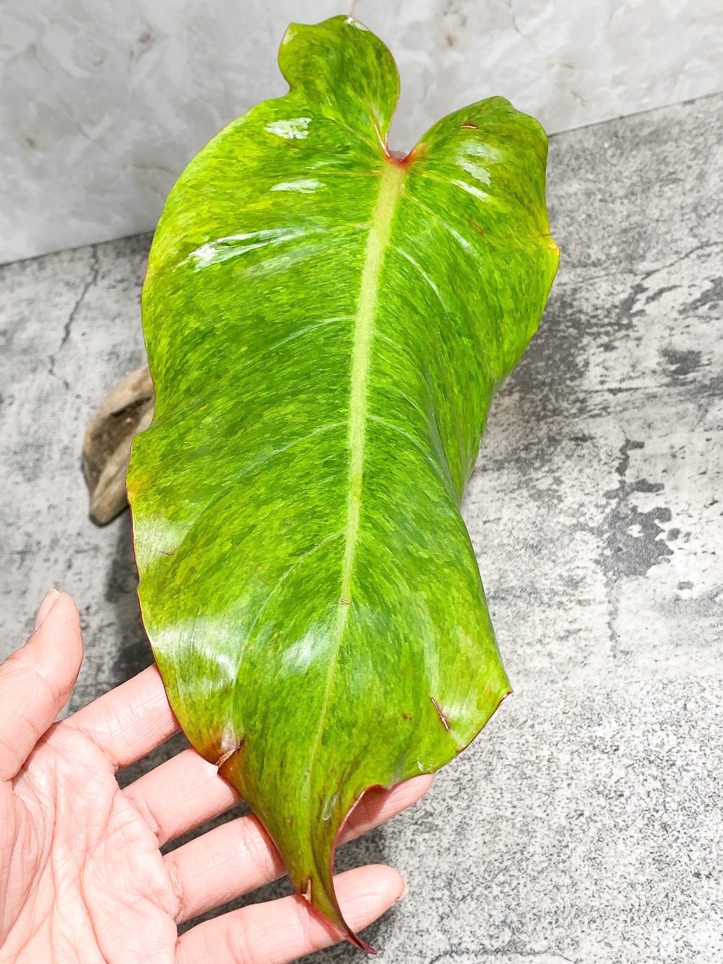 Philodendron Orange Marmalade 1 giant leaf (13") 1 sprout Rooting Top Cutting