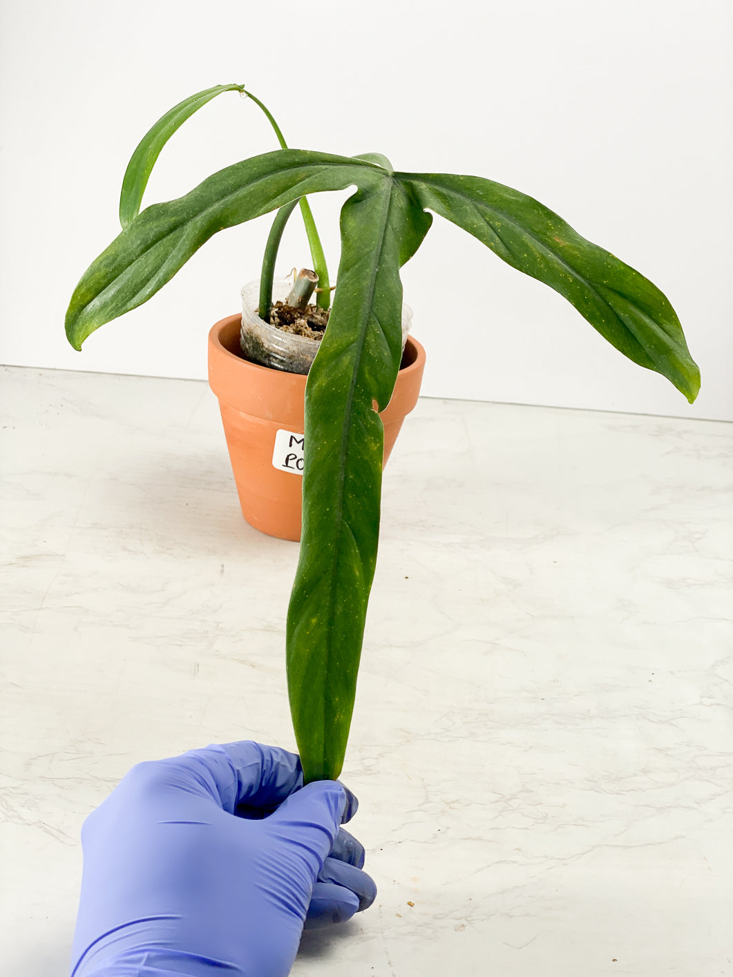 Philodendron holtonianum Rooted 2 leaves 1 sprout