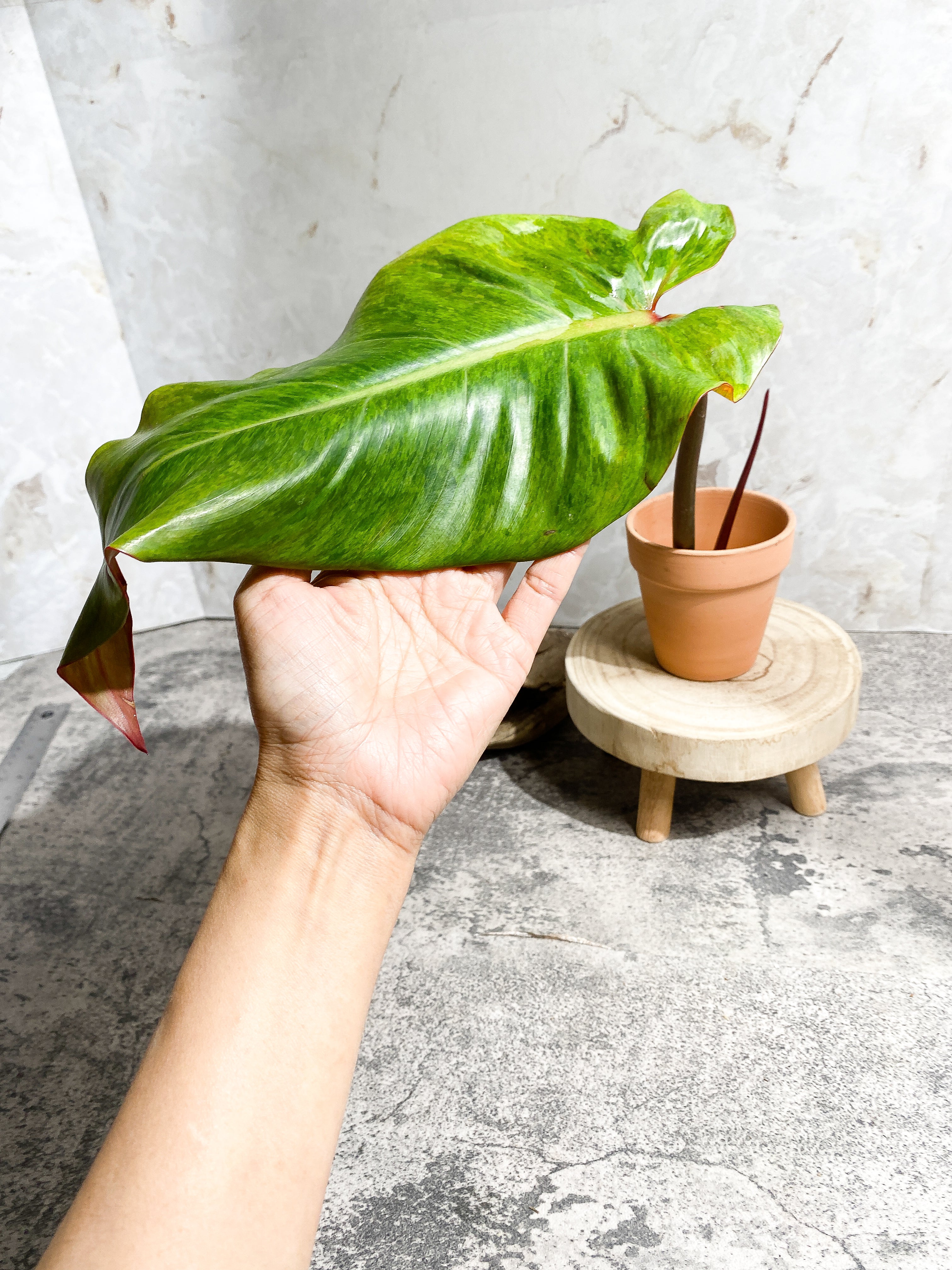 Philodendron Orange Marmalade 1 giant leaf (13") 1 sprout Rooting Top Cutting
