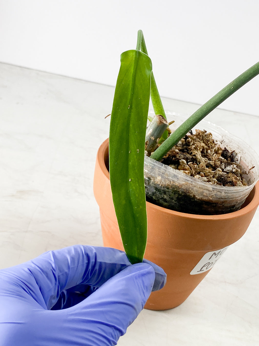 Philodendron holtonianum Rooted 2 leaves 1 sprout