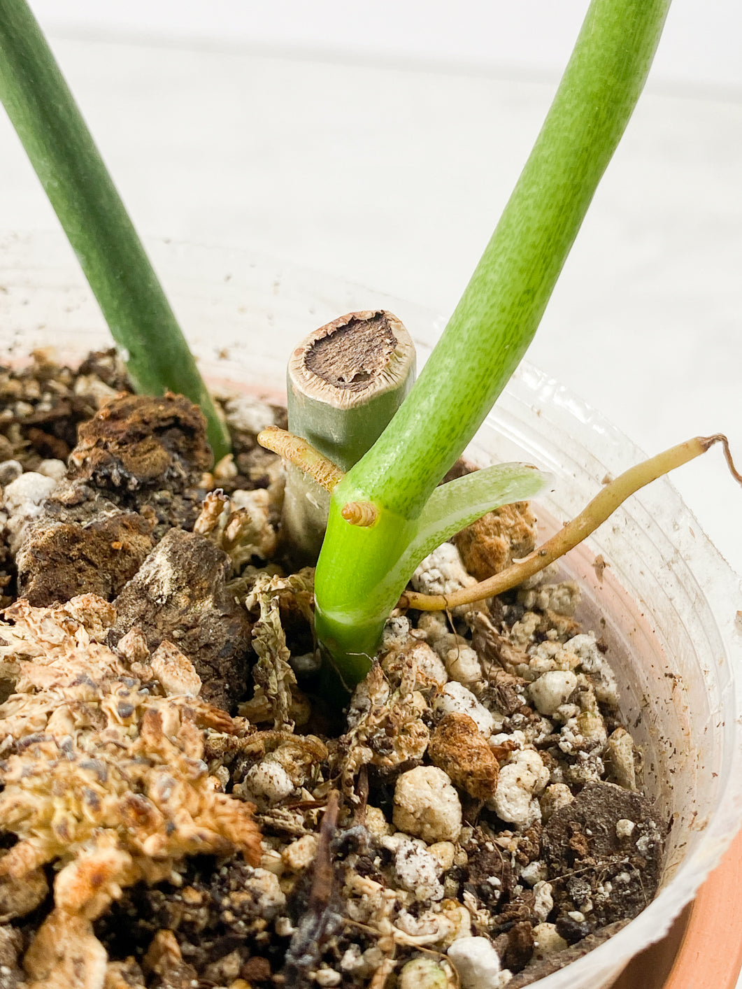 Philodendron holtonianum Rooted 2 leaves 1 sprout