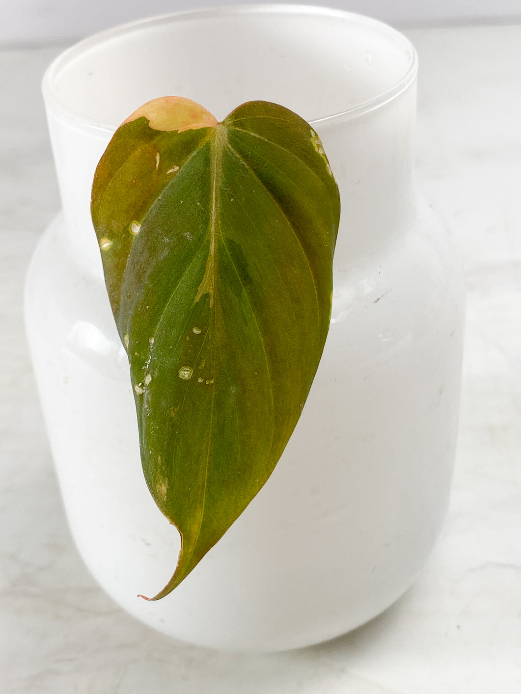 Philodendron Micans variegated 1 leaf double nodes Rooting