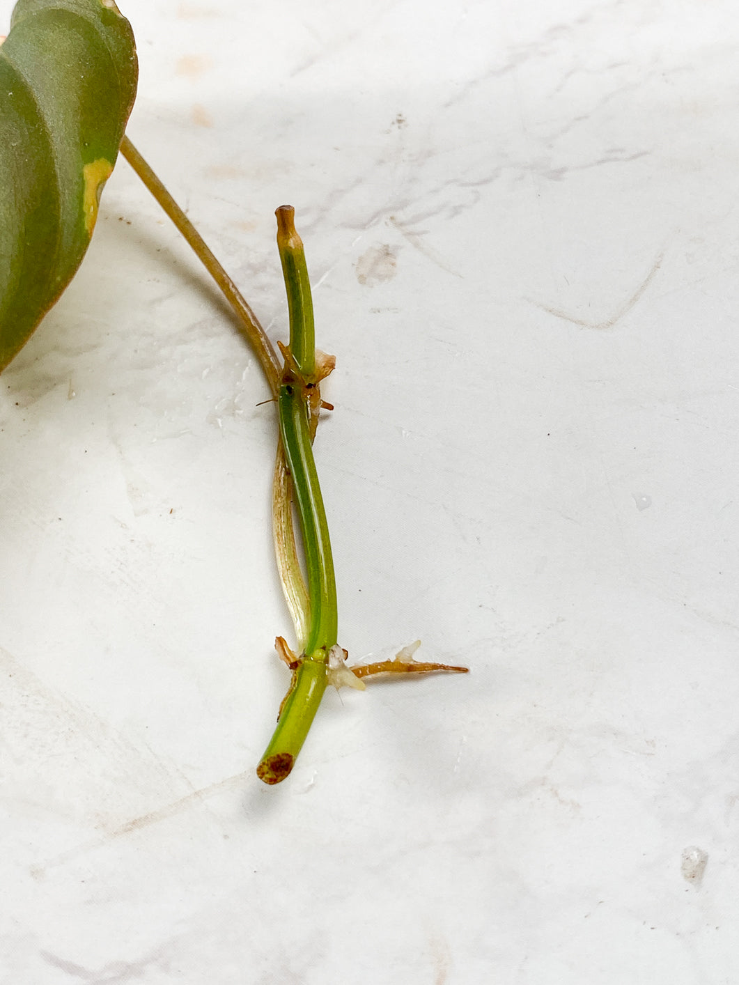 Philodendron Micans variegated 1 leaf double nodes Rooting