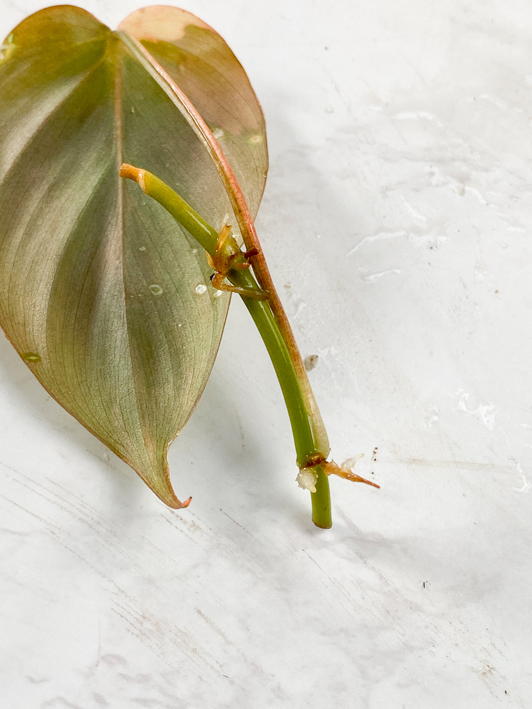 Philodendron Micans variegated 1 leaf double nodes Rooting