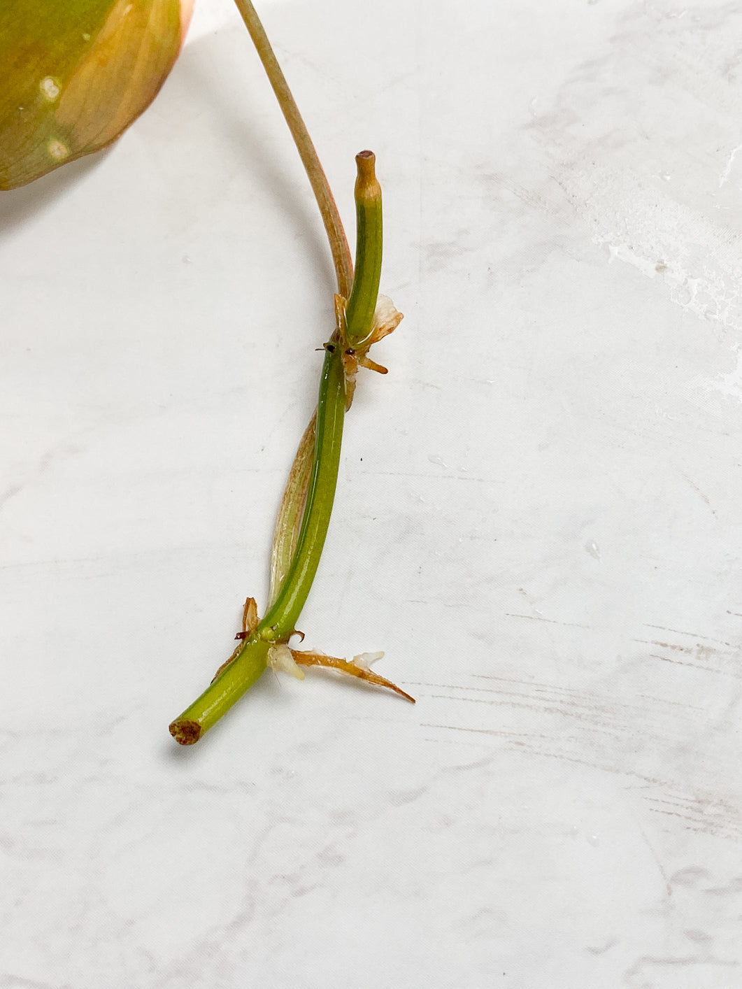 Philodendron Micans variegated 1 leaf double nodes Rooting