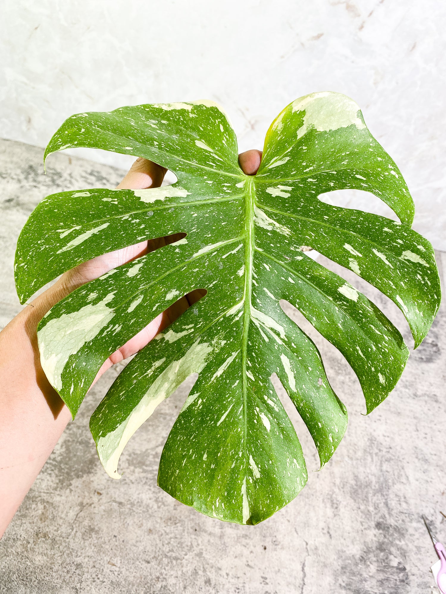 Monstera Thai Constellation 1 leaf fully rooted