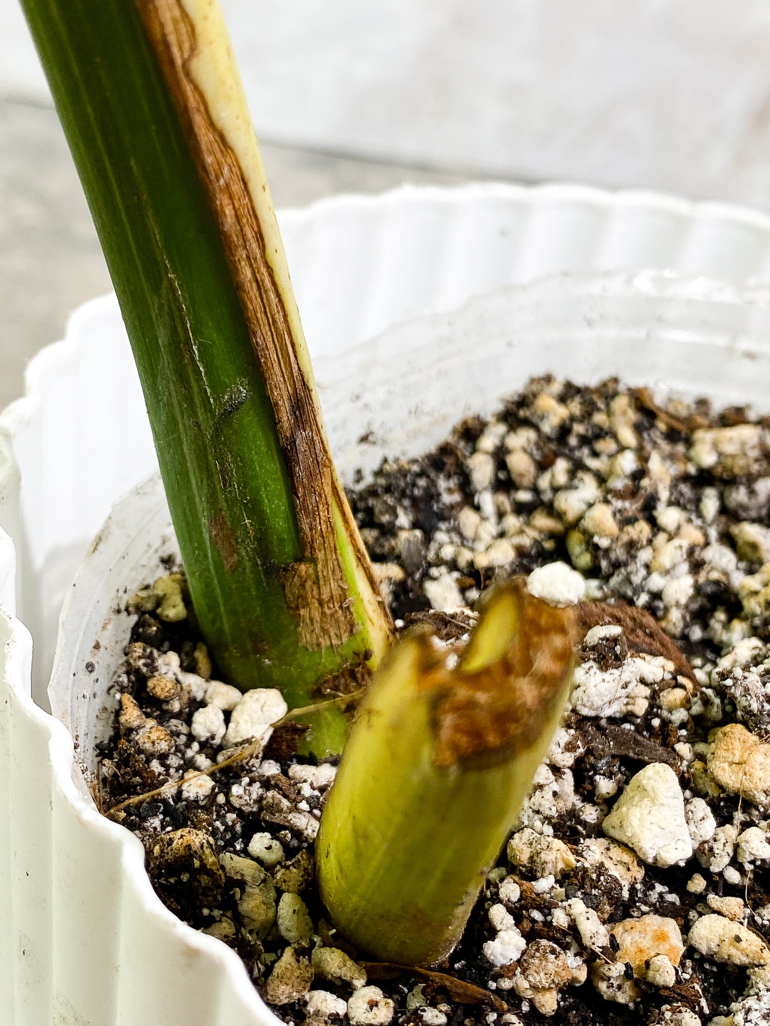 Monstera Thai Constellation 1 leaf fully rooted