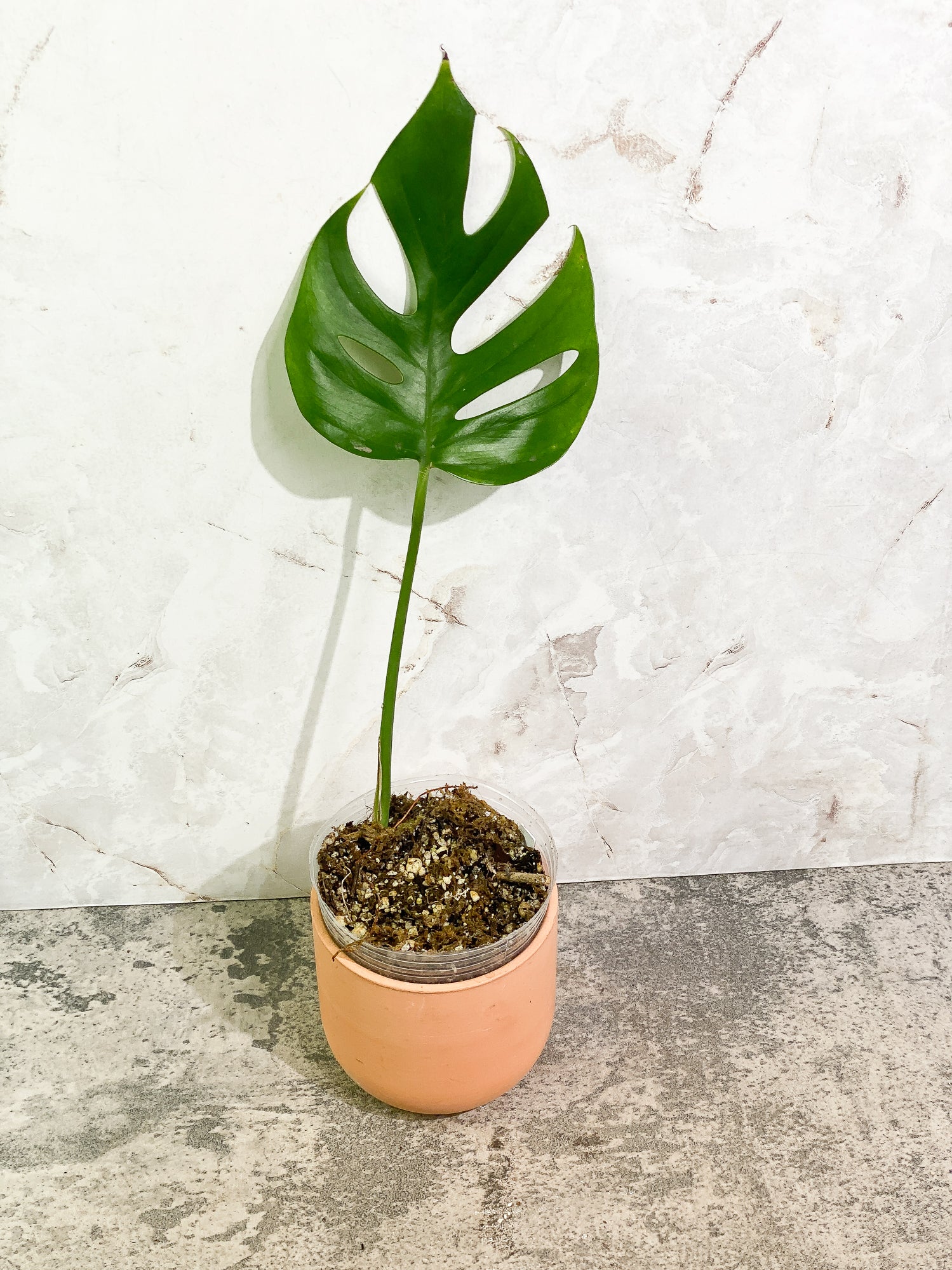 Rhaphidophora Sp "Flame" 1 leaf rooting
