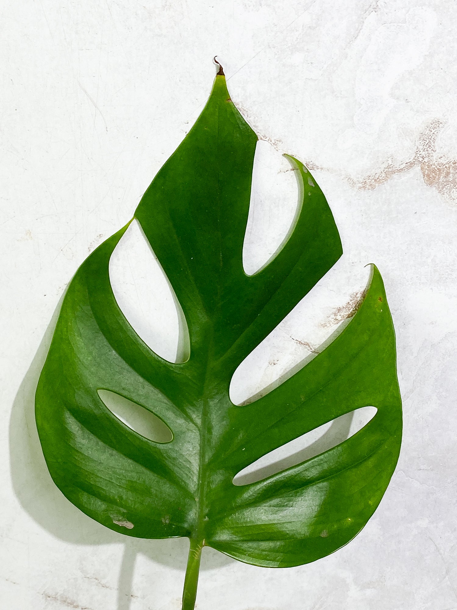 Rhaphidophora Sp "Flame" 1 leaf rooting