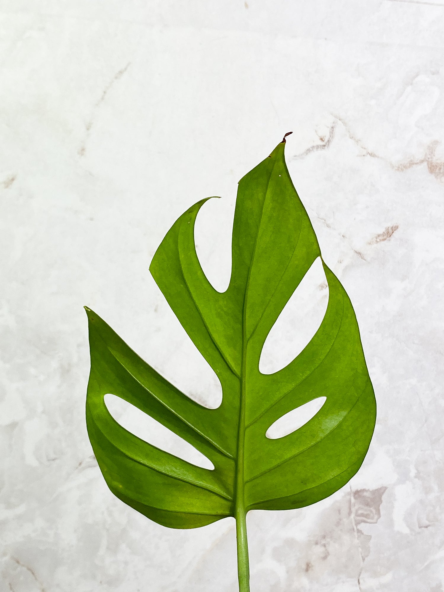 Rhaphidophora Sp "Flame" 1 leaf rooting
