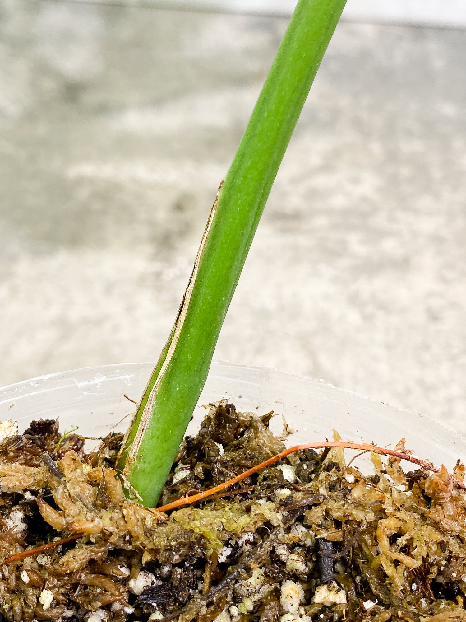 Rhaphidophora Sp "Flame" 1 leaf rooting